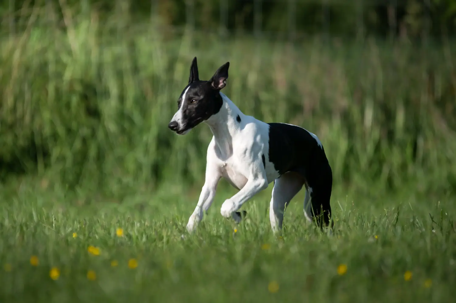Buying a Greyhound puppy means taking responsibility! Buy Greyhound puppies.