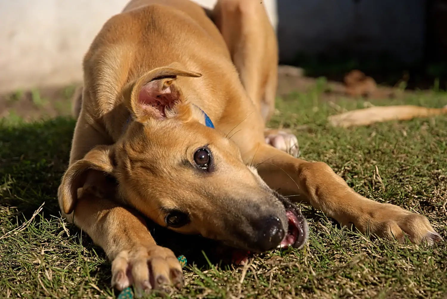 Buying a Greyhound puppy means taking responsibility! Buy Greyhound puppies.