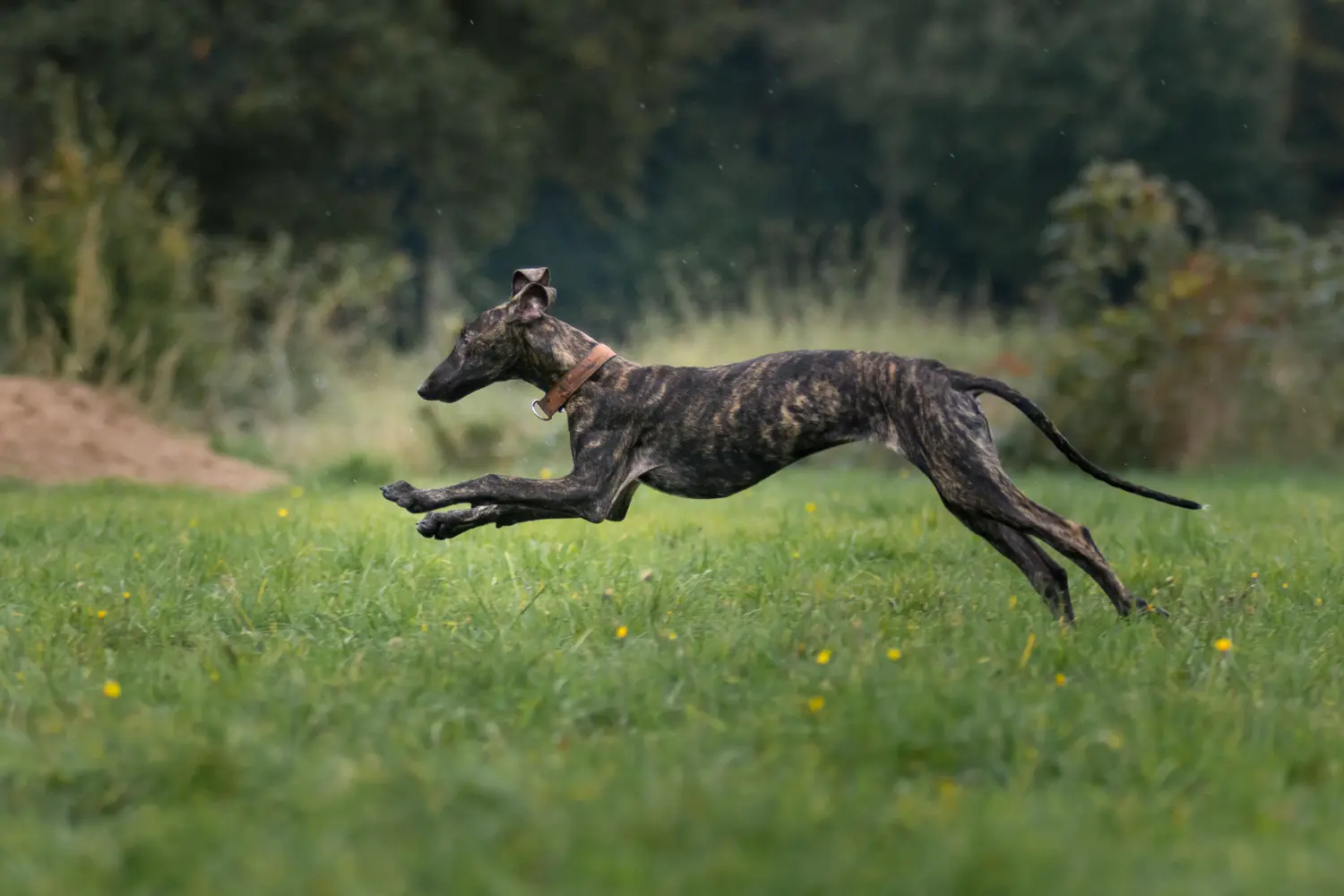 Buying a Greyhound puppy means taking responsibility! Buy Greyhound puppies.
