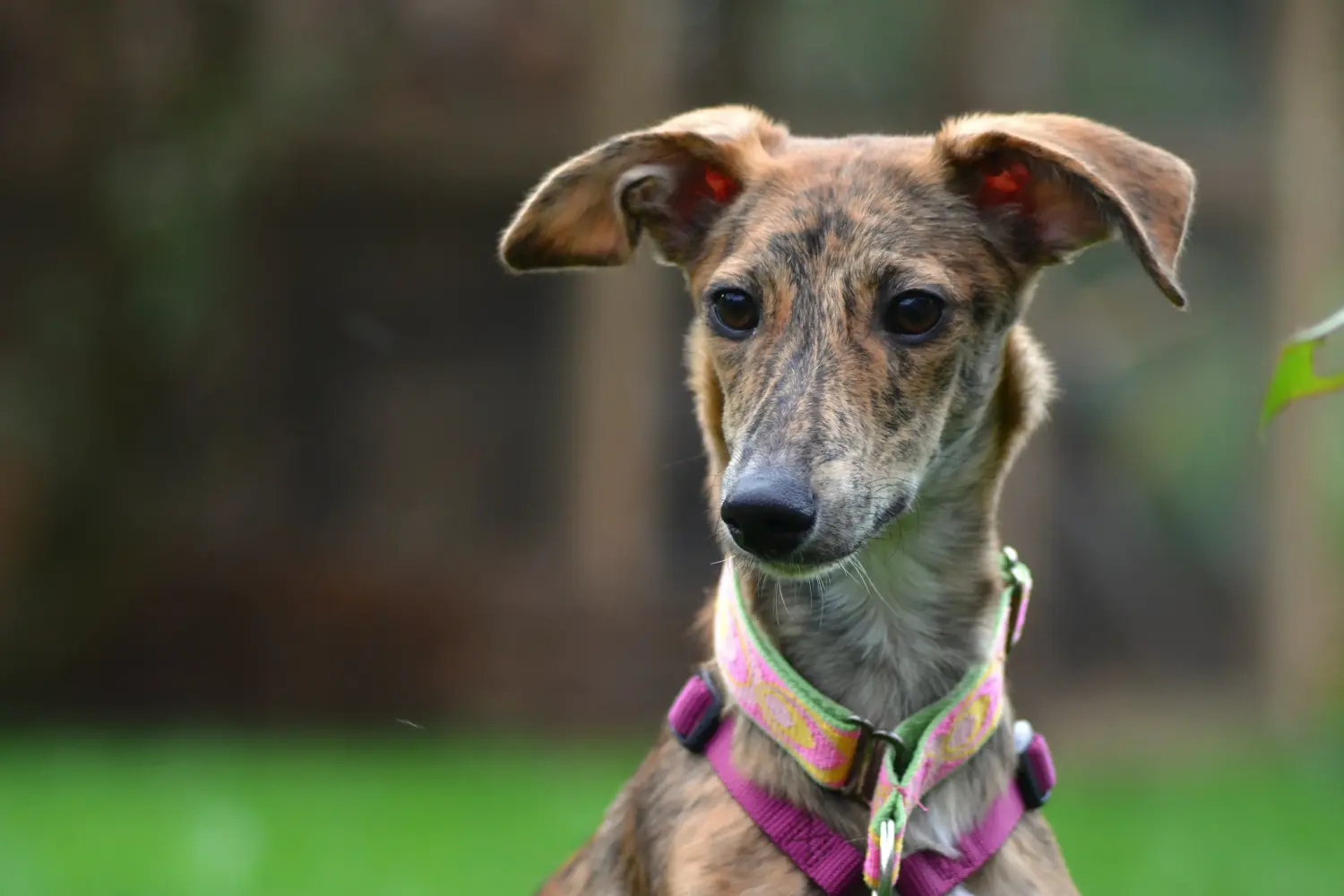 Buying a Greyhound puppy means taking responsibility! Buy Greyhound puppies.
