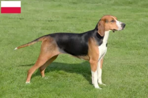 Read more about the article Hamiltonstövare breeders and puppies in Poland