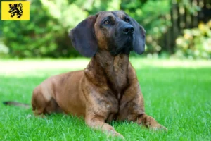 Read more about the article Hanoverian Sweatdog breeders and puppies in Flanders