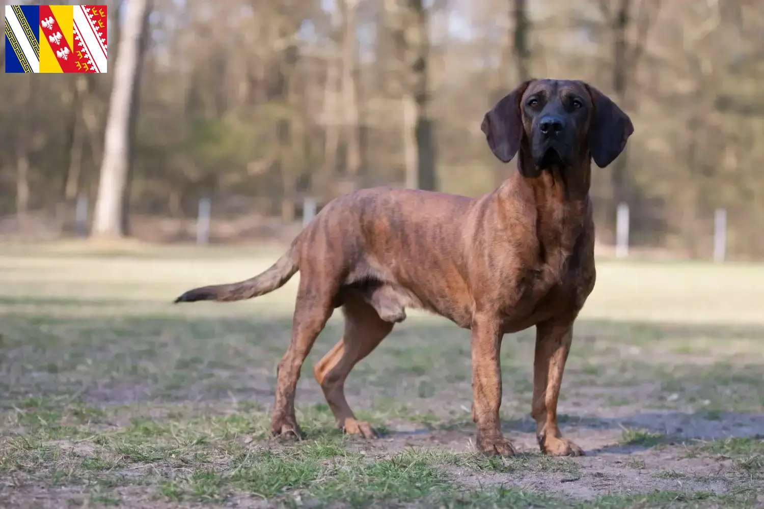 Hannoverscher Schweißhund puppies and breeder Grand Est Here you can find Hanoverian Welding Dog breeders in Grand Est.