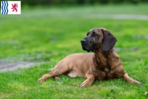 Read more about the article Hanoverian Welding Dog Breeder and Puppies in Nouvelle-Aquitaine