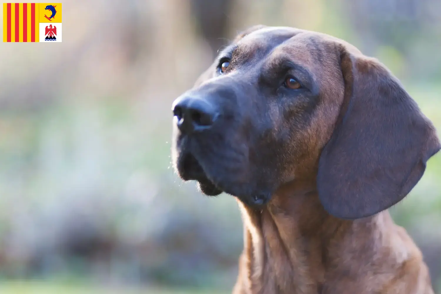 Hanoverian Welding Dog puppies and breeders Provence-Alpes-Côte d'Azur Here you can find Hanoverian Welding Dog breeders in Provence-Alpes-Côte d'Azur.