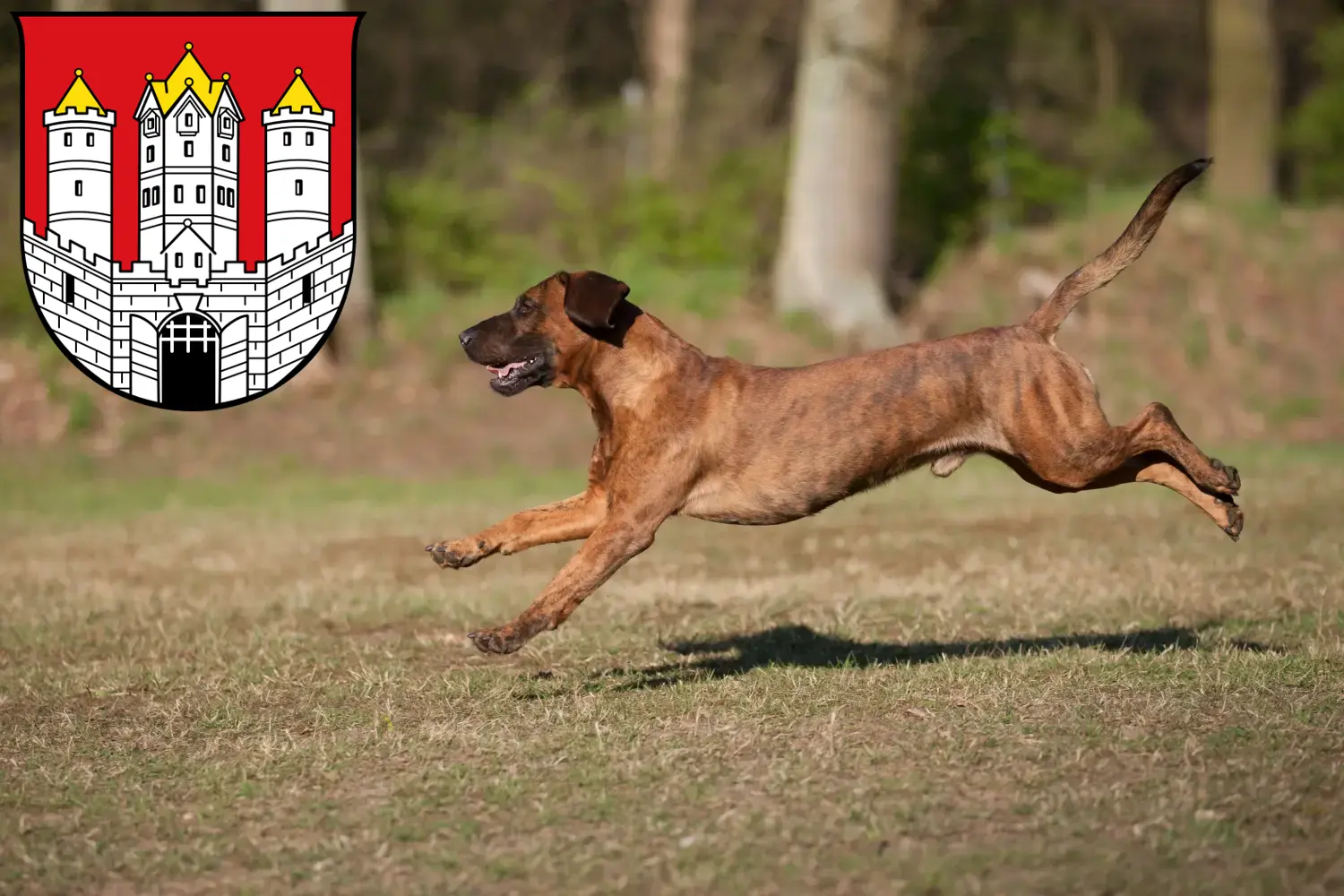 Hannoverscher Schweißhund puppies and breeders Salzburg Here you can find Hanoverian Welding Dog breeders in Salzburg.