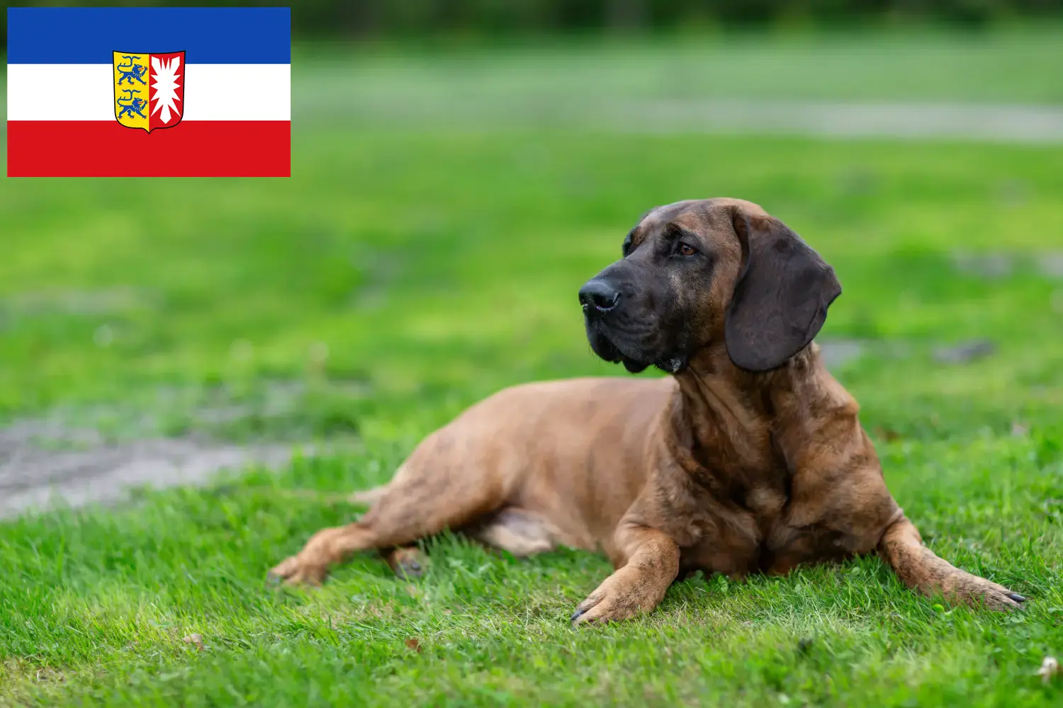 Hannoverscher Schweißhund puppies and breeders Schleswig-Holstein Here you can find Hanoverian Welding Dog breeders in Schleswig-Holstein.