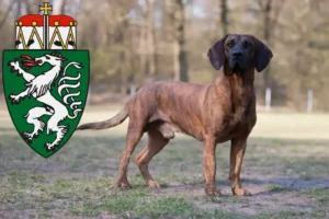 Read more about the article Hanoverian Welding Dog breeders and puppies in Styria