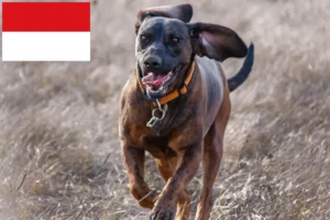Read more about the article Hannoverscher Schweißhund breeders and puppies in Vienna