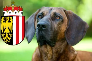 Read more about the article Hanoverian Welding Dog Breeder and Puppies in Upper Austria