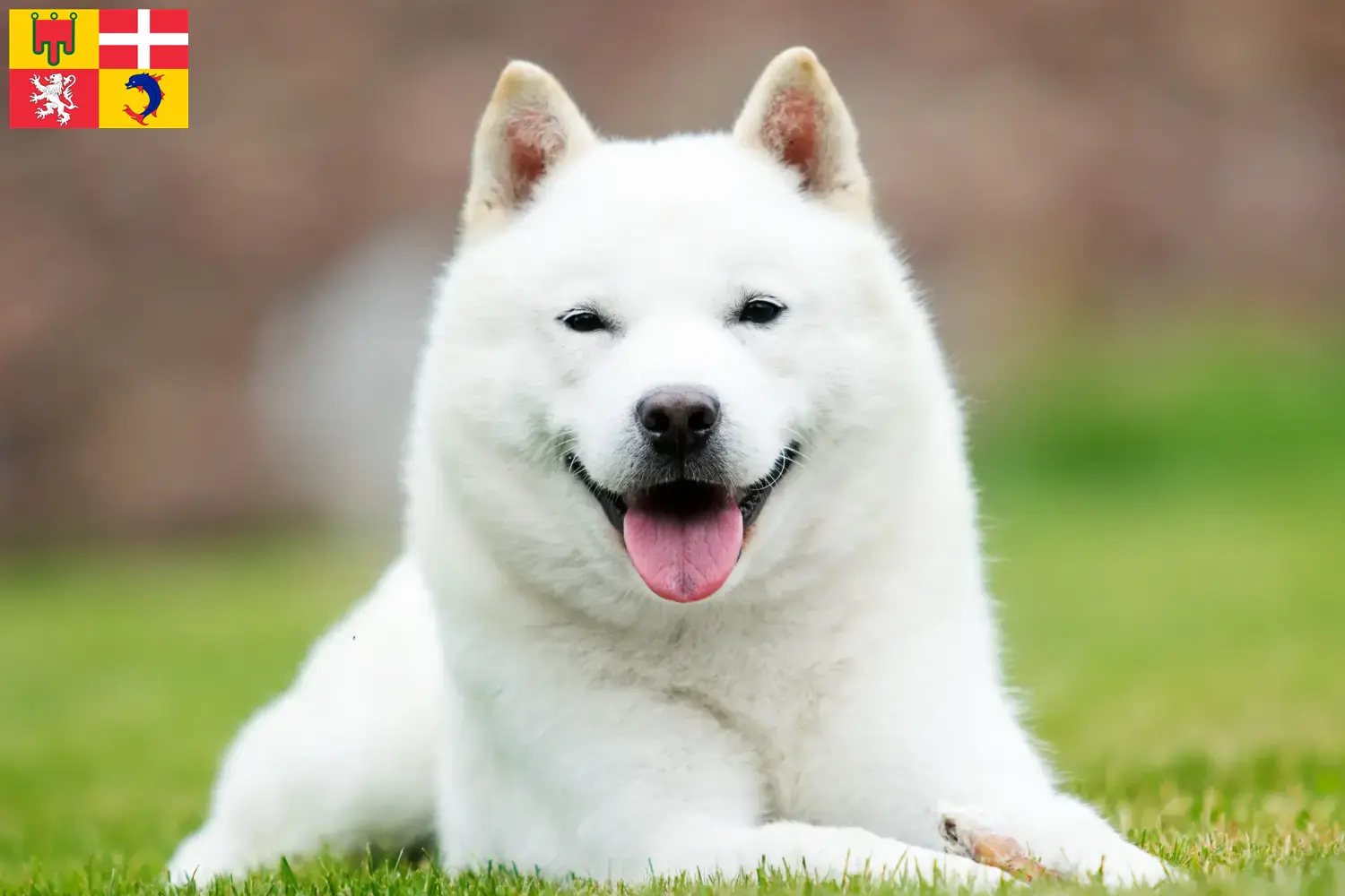 Hokkaido puppies and breeders Auvergne-Rhône-Alpes Here you can find Hokkaido growers in Auvergne-Rhône-Alpes.