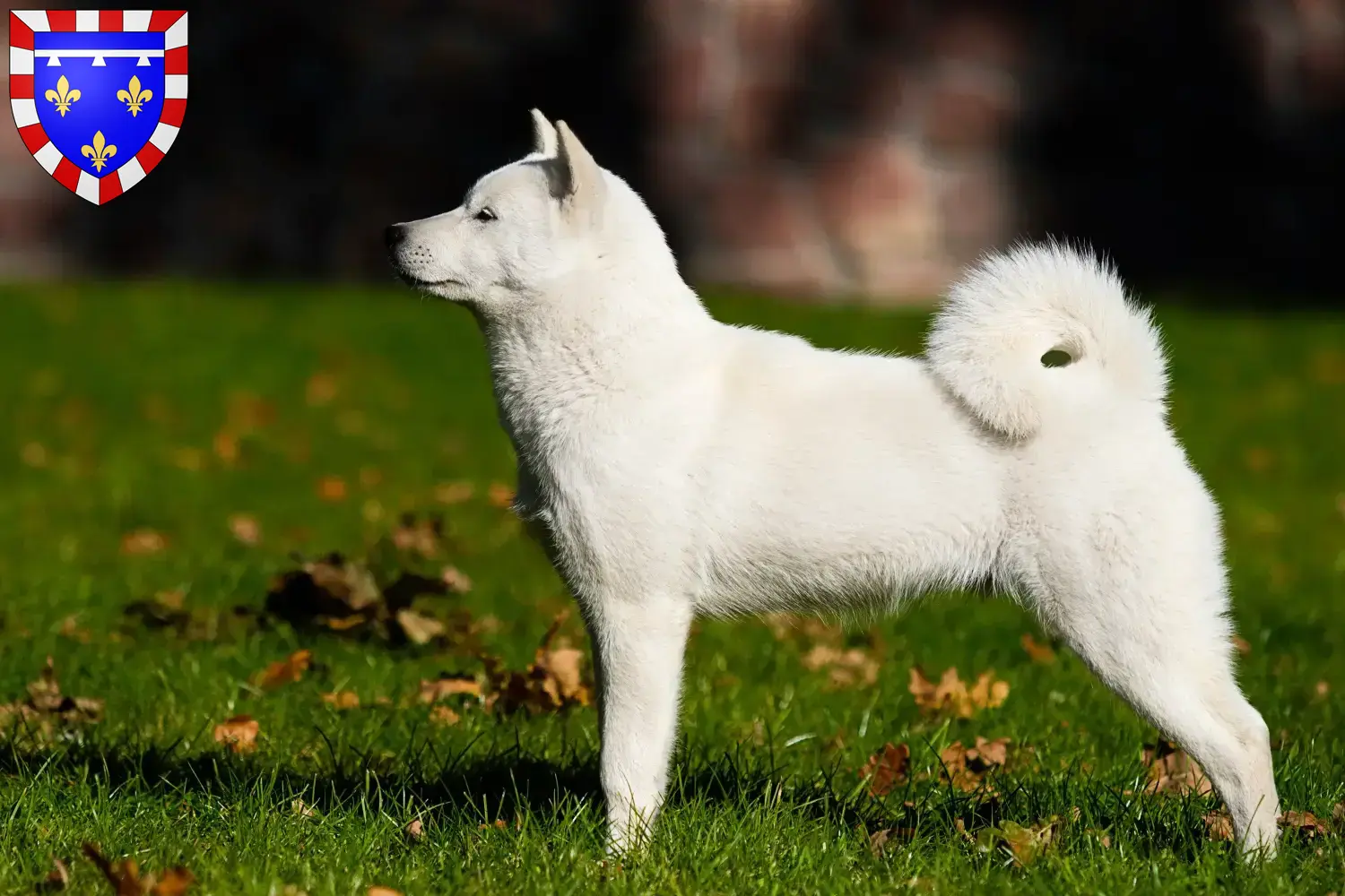Hokkaido puppies and breeders Centre-Val de Loire Here you can find Hokkaido breeders in Centre-Val de Loire.