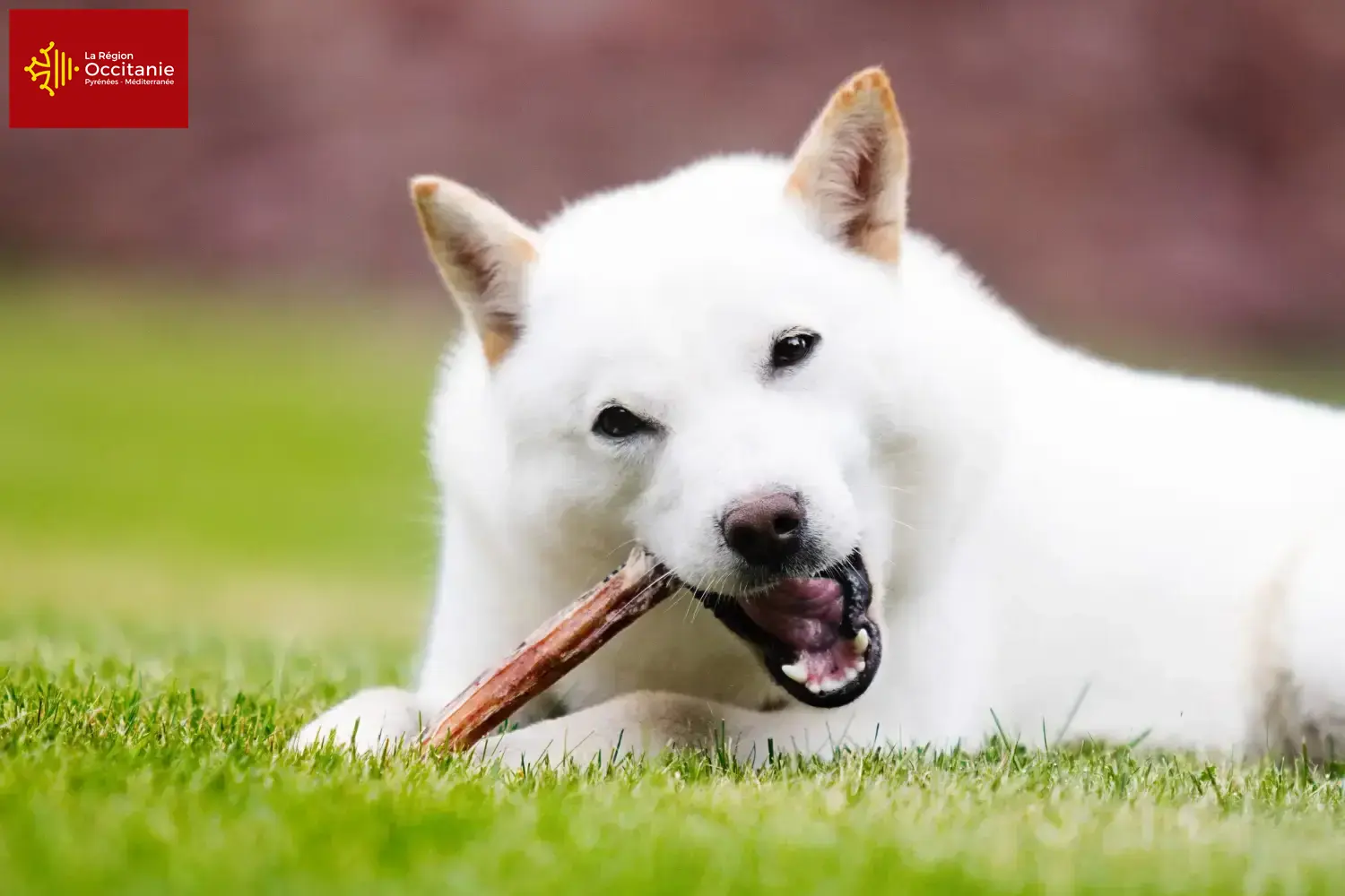 Hokkaido puppies and breeders Occitania Here you can find Hokkaido breeders in Occitania.