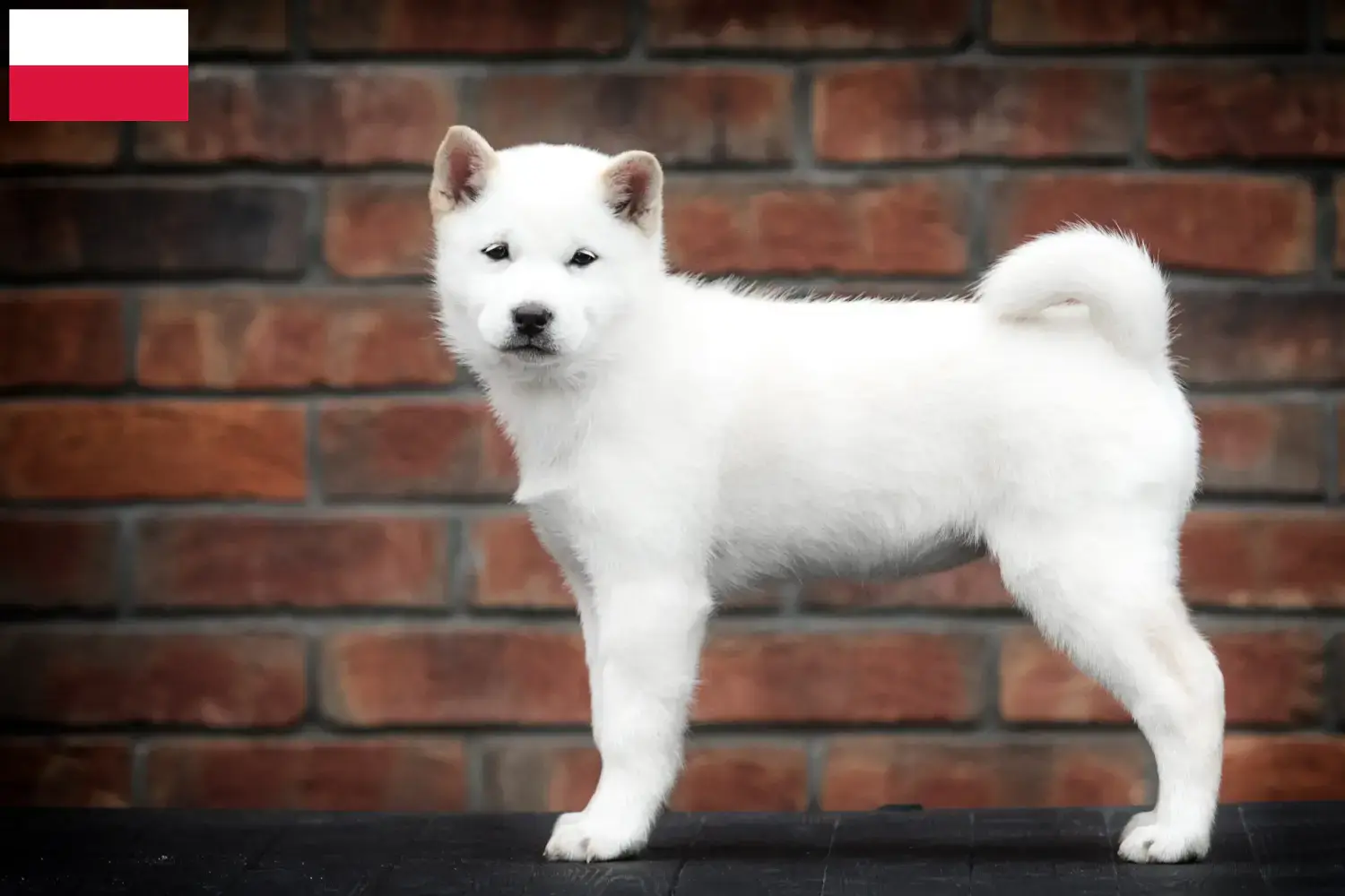 Hokkaido puppies and breeders Poland Here you can find Hokkaido breeders in Poland.