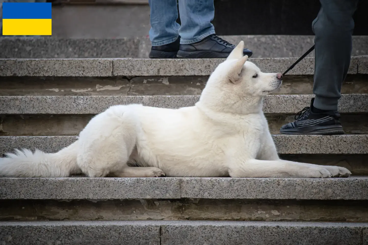 Hokkaido puppies and breeders Ukraine Here you can find Hokkaido breeders in der Ukraine.