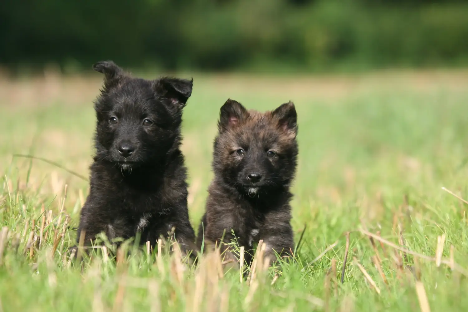 Buying a Hollandse Herdershond puppy means taking responsibility! Buy Hollandse Herdershond puppies.