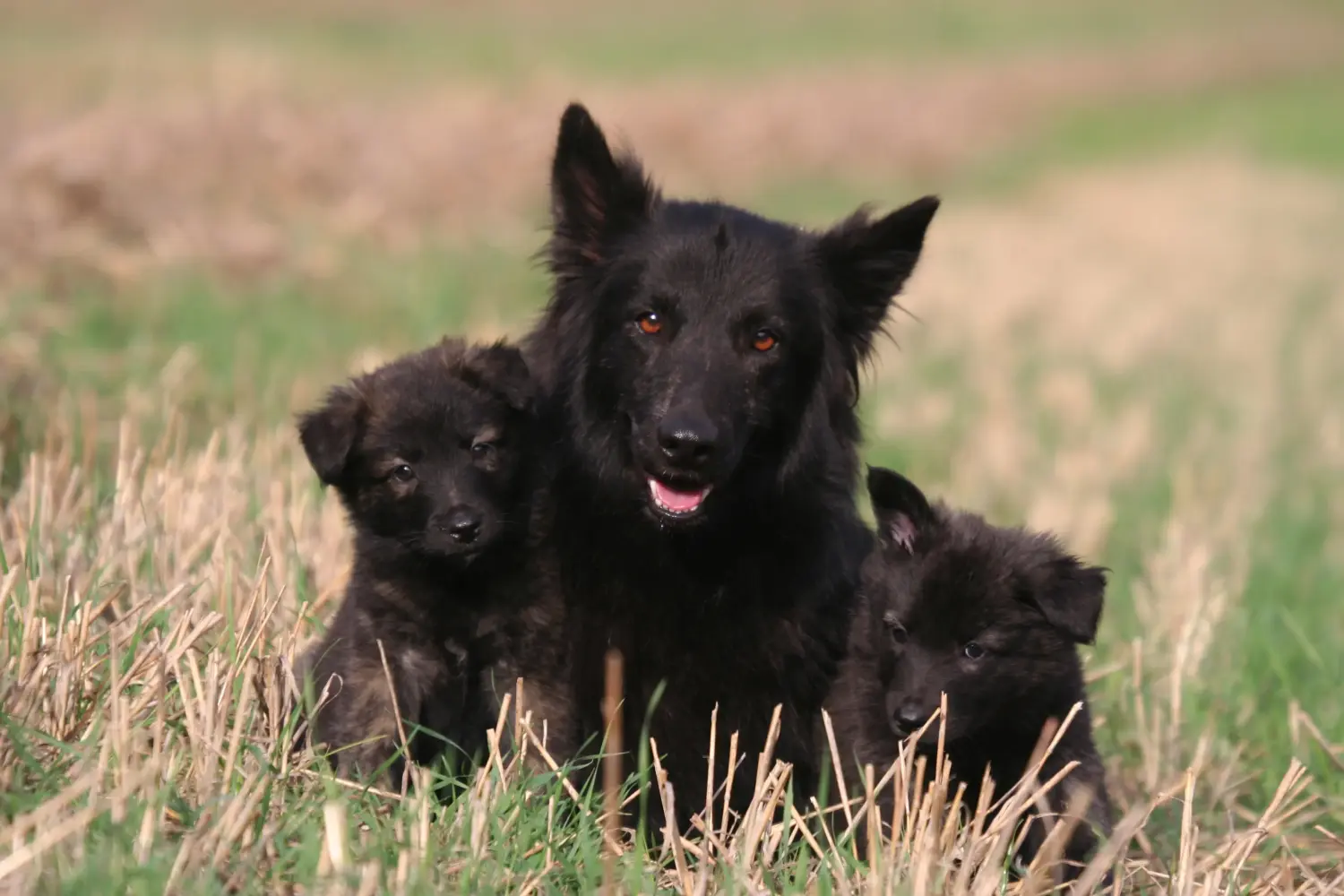 Buying a Hollandse Herdershond puppy means taking responsibility! Buy Hollandse Herdershond puppies.