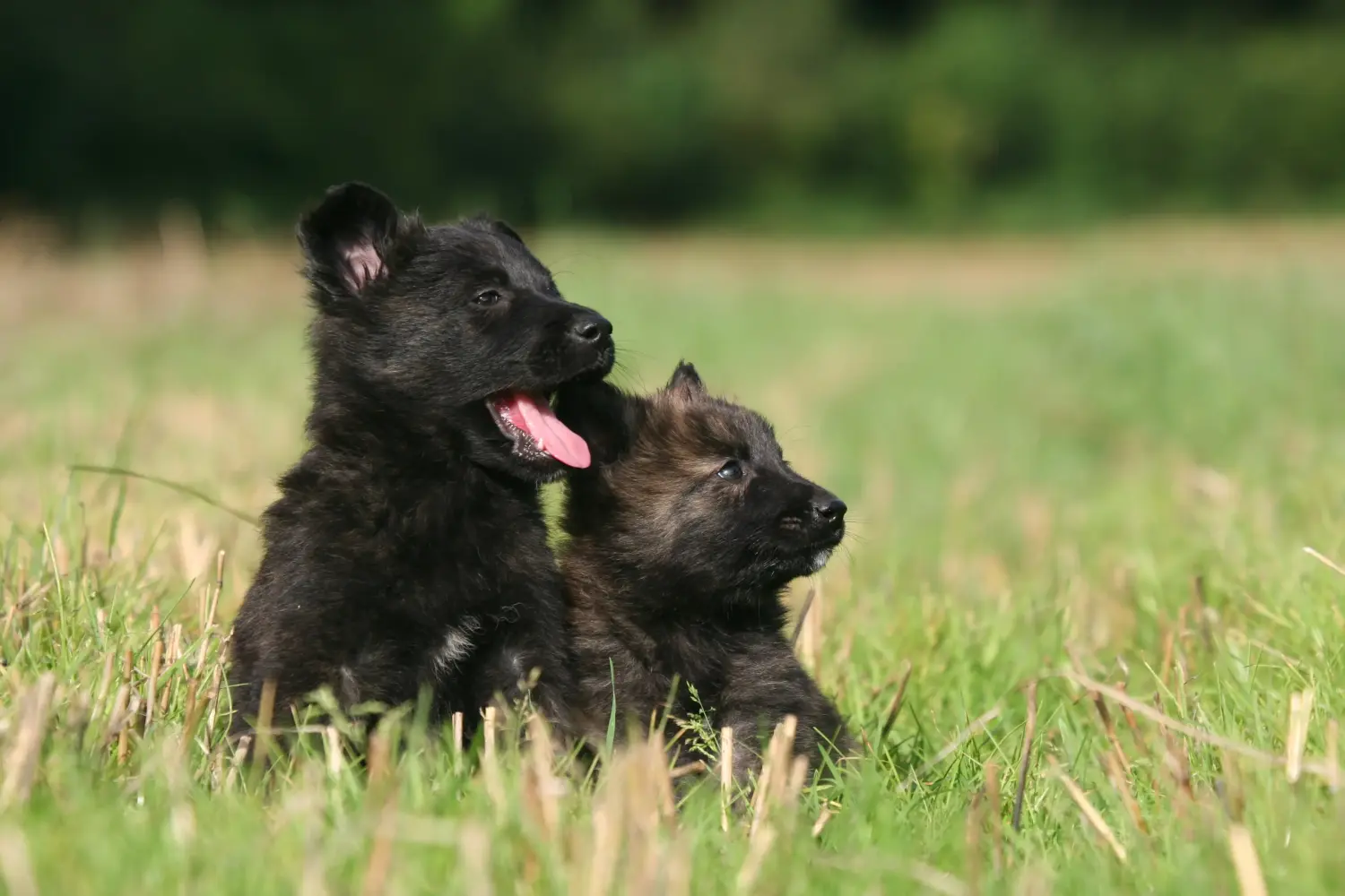 Buying a Hollandse Herdershond puppy means taking responsibility! Buy Hollandse Herdershond puppies.