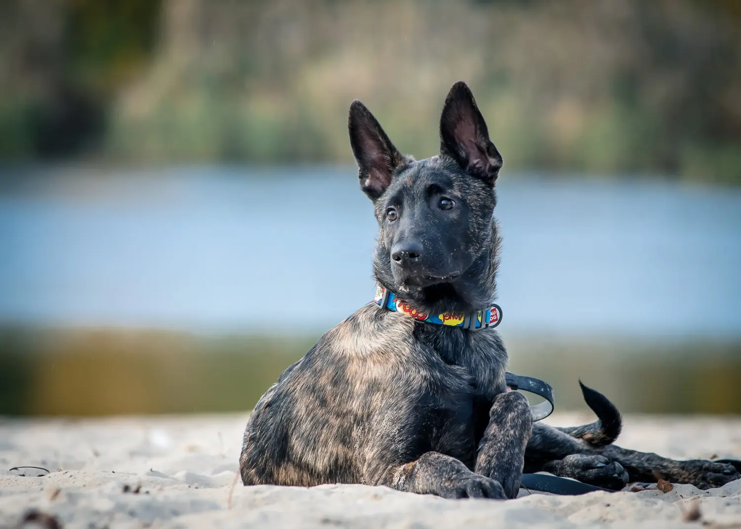 Buying a Hollandse Herdershond puppy means taking responsibility! Buy Hollandse Herdershond puppies.