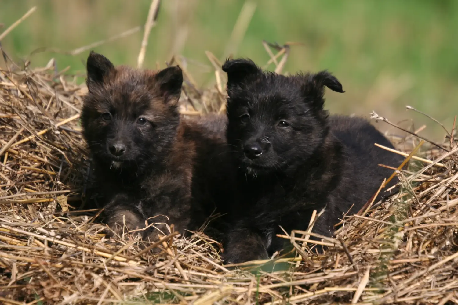 Buying a Hollandse Herdershond puppy means taking responsibility! Buy Hollandse Herdershond puppies.
