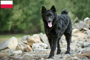 Read more about the article Hrvatski ovčar breeders and puppies in Poland