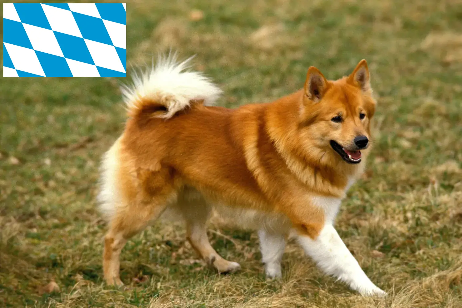 Icelandic dog puppies and breeders Bavaria Here you can find Icelandic dog breeders in Bavaria.
