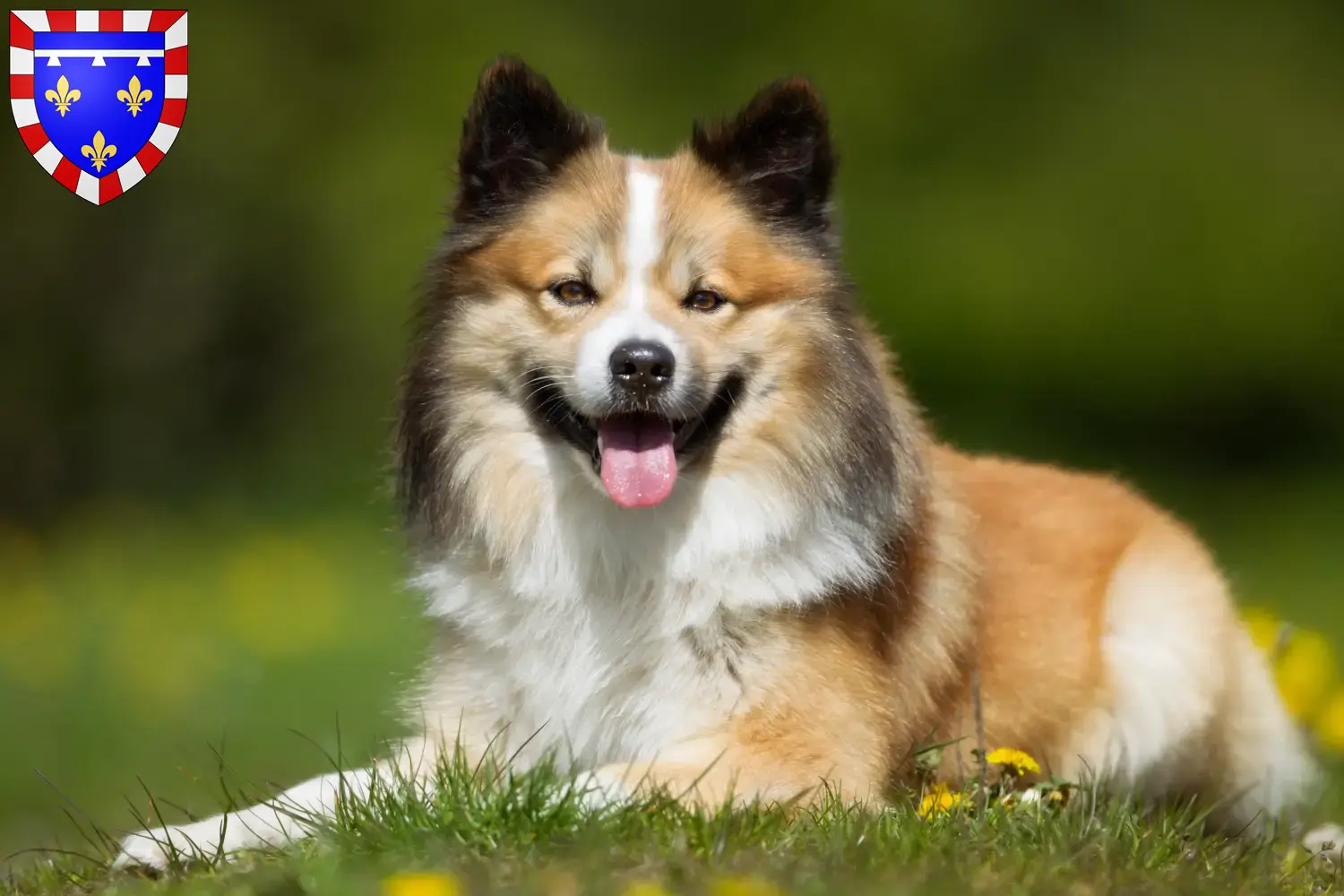 Icelandic dog puppies and breeders Centre-Val de Loire Find Icelandic Dog breeders in Centre-Val de Loire.
