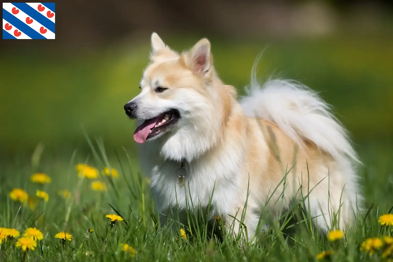 Icelandic dog puppies and breeders Friesland Find Icelandic dog breeders in Friesland.