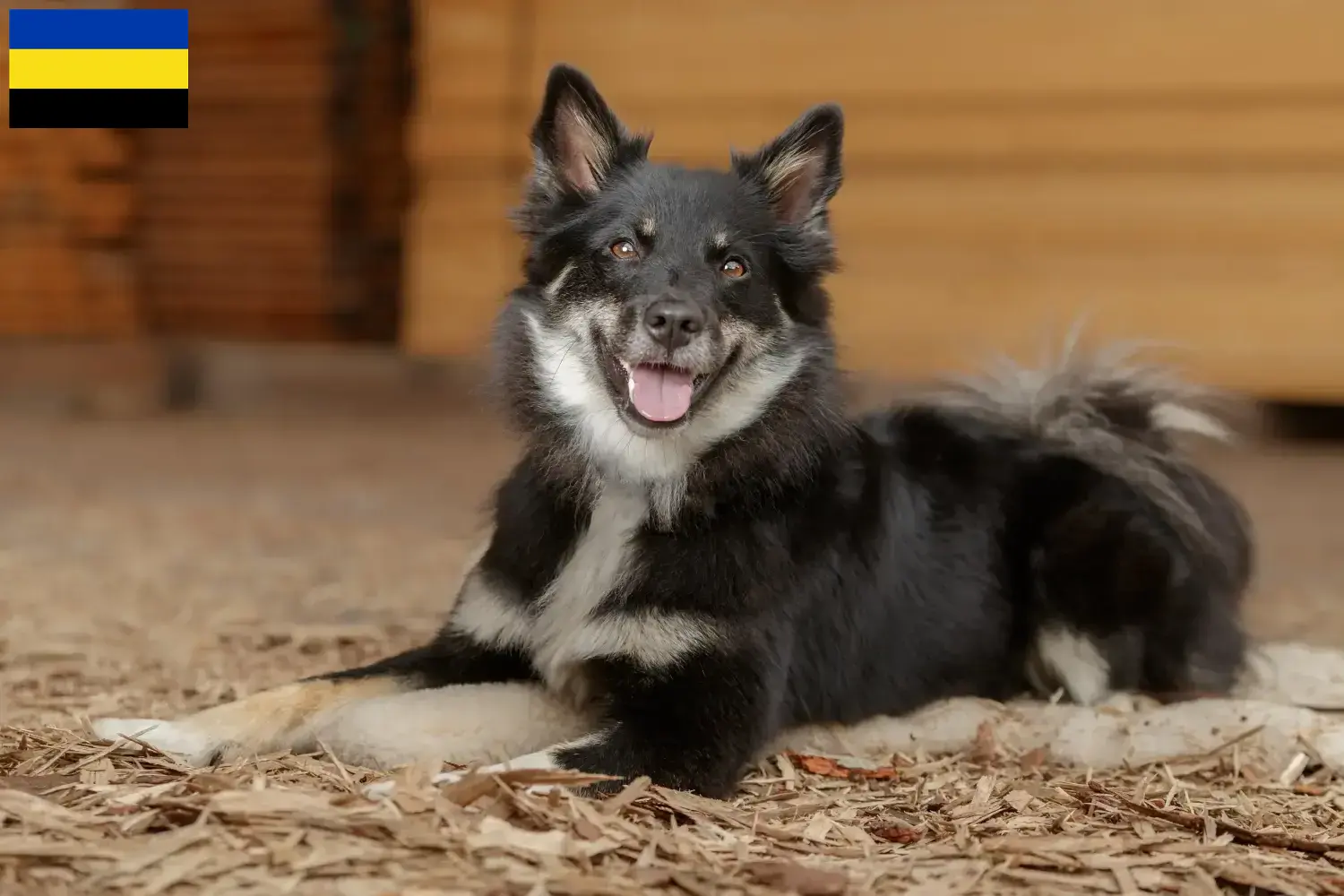 Icelandic dog puppies and breeders Gelderland Find Icelandic dog breeders in Gelderland.