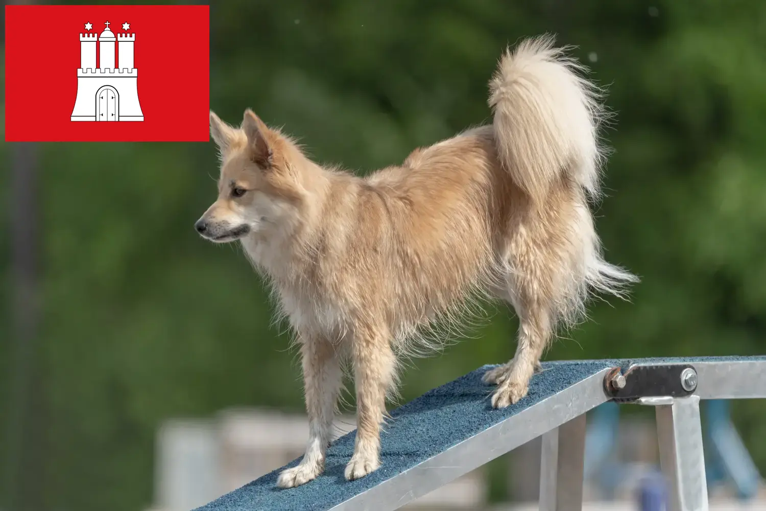 Icelandic dog puppies and breeders Hamburg Find Icelandic dog breeders in Hamburg.