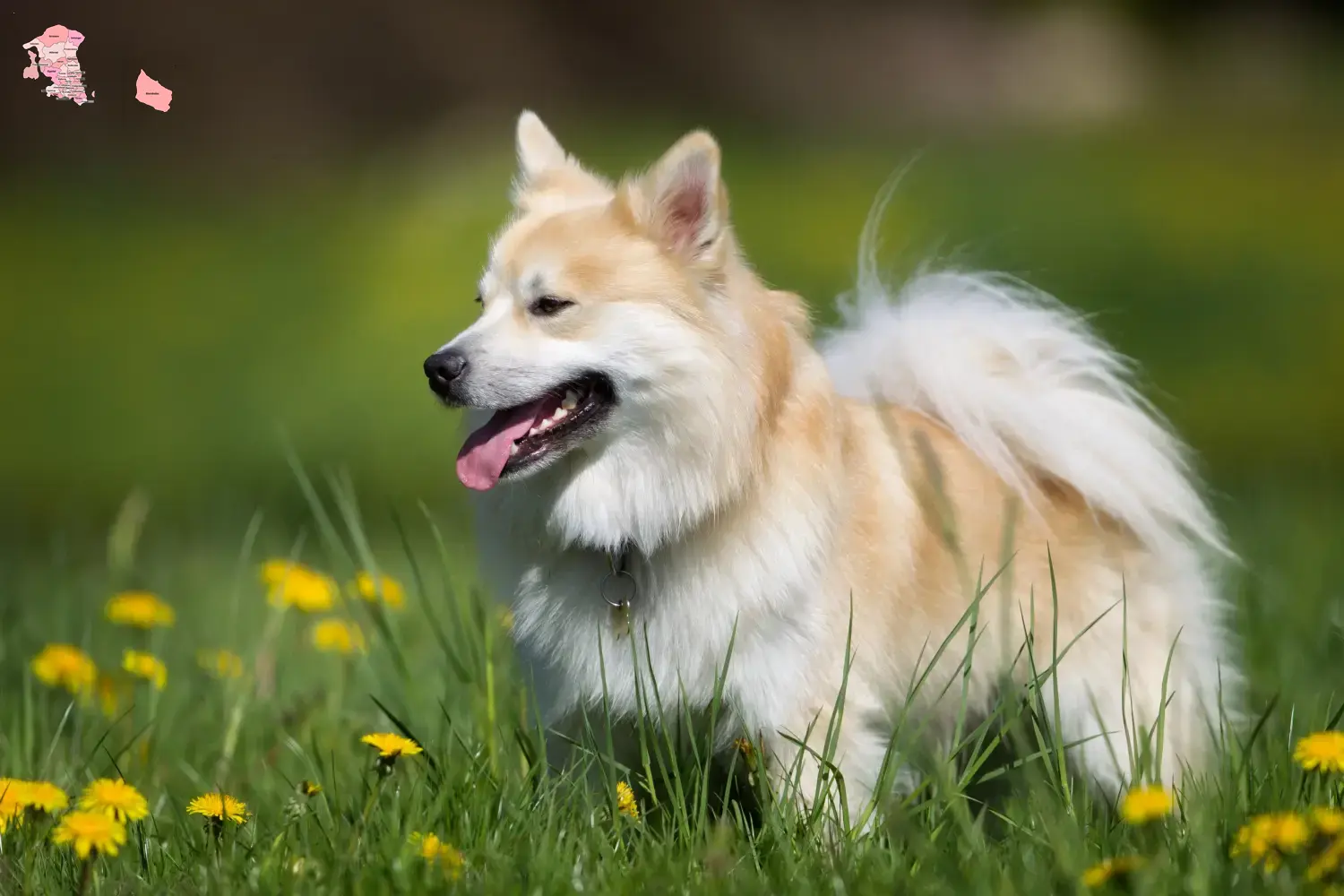Icelandic dog puppies and breeder Hovedstaden Find Icelandic dog breeders in Hovedstaden here.