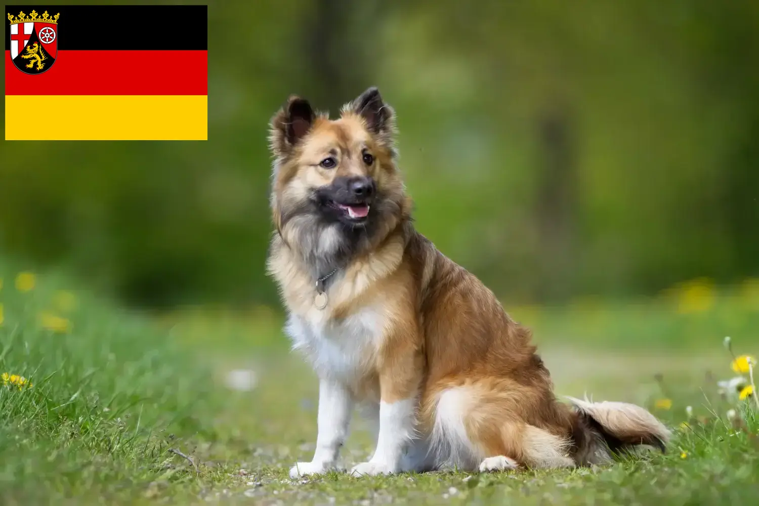 Icelandic dog puppies and breeders Rhineland-Palatinate Here you can find Icelandic dog breeders in Rhineland-Palatinate.