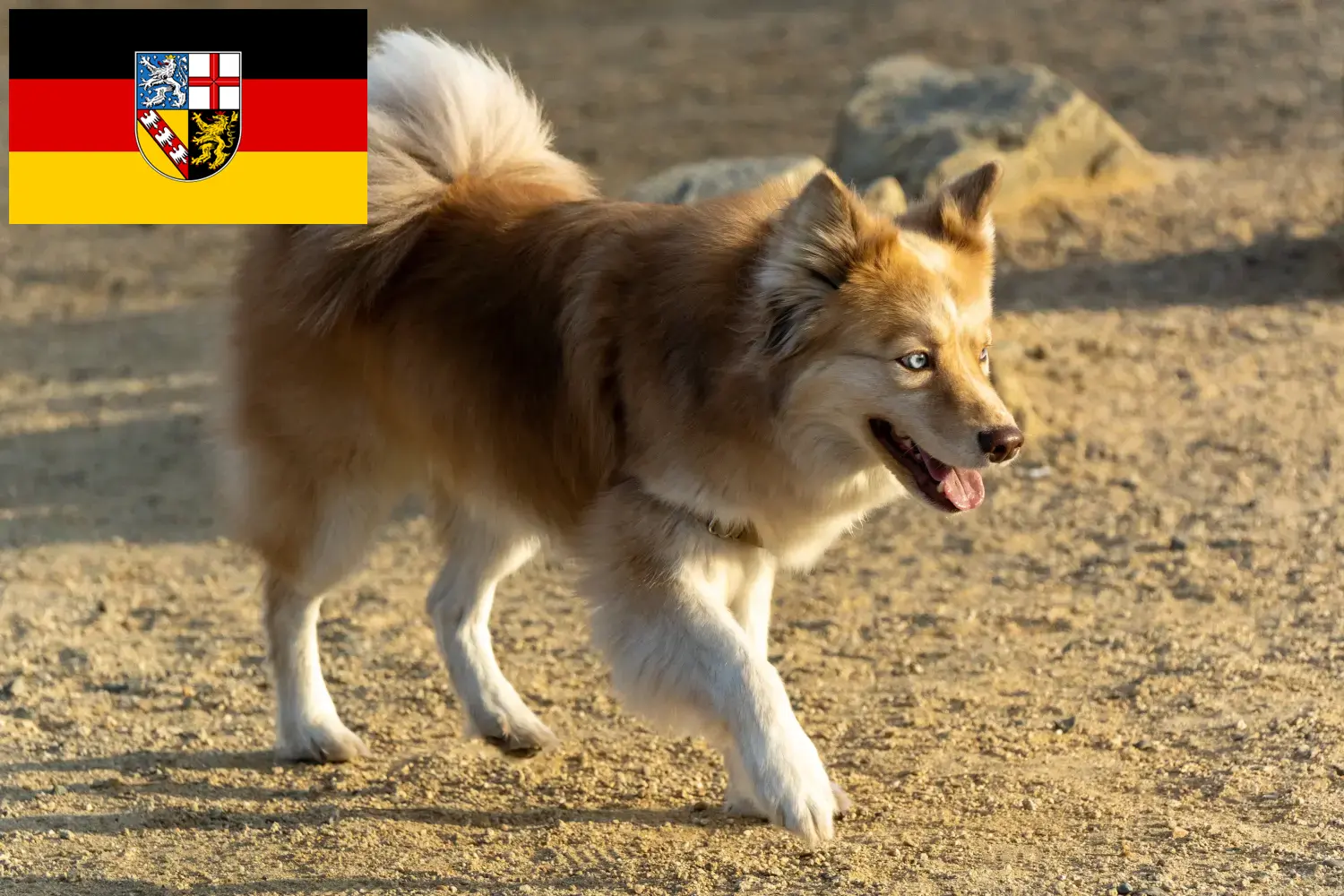 Icelandic dog puppies and breeders Saarland Here you can find Icelandic dog breeders im Saarland.