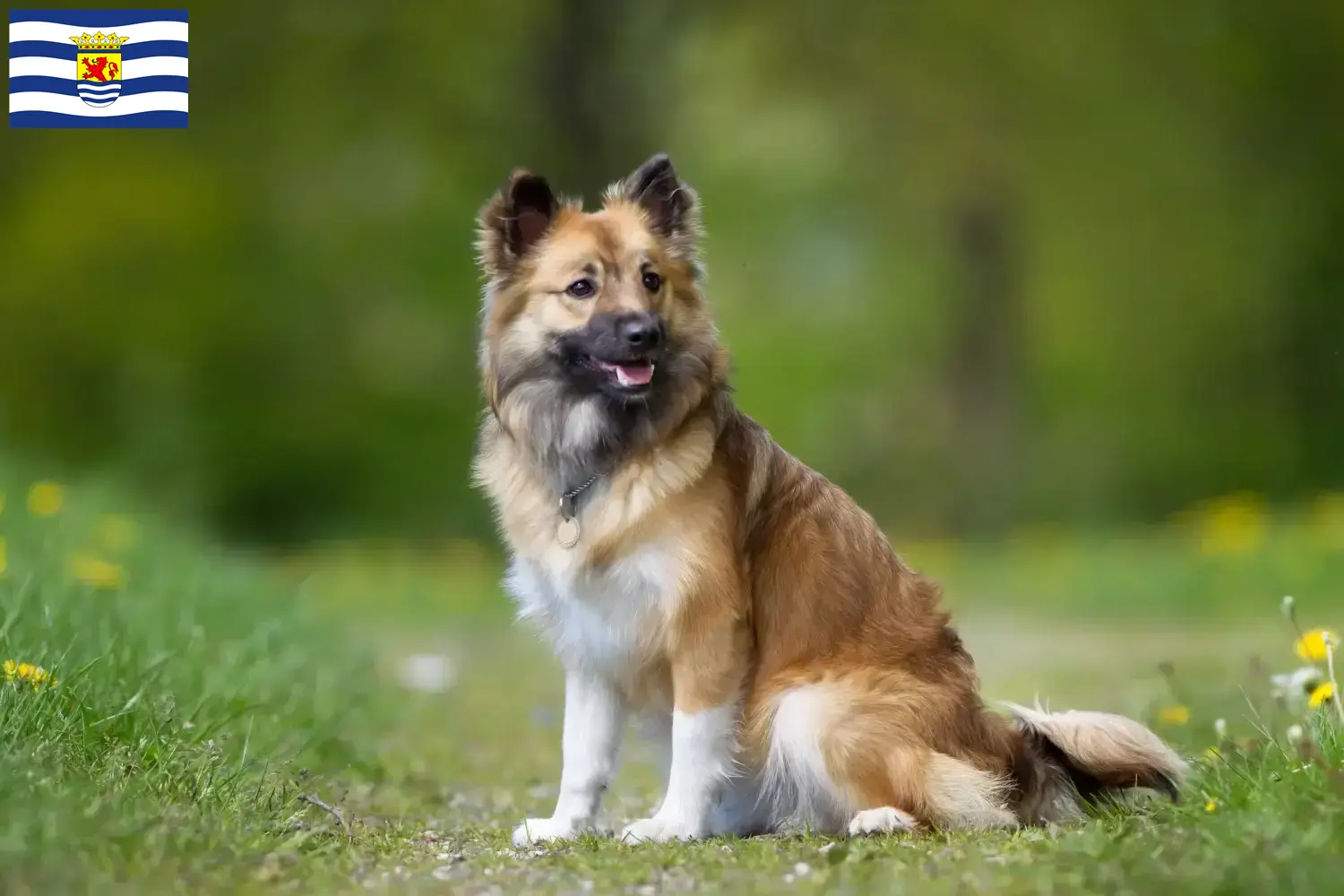 Icelandic dog puppies and breeders Zeeland Find Icelandic Dog breeders in Zeeland.