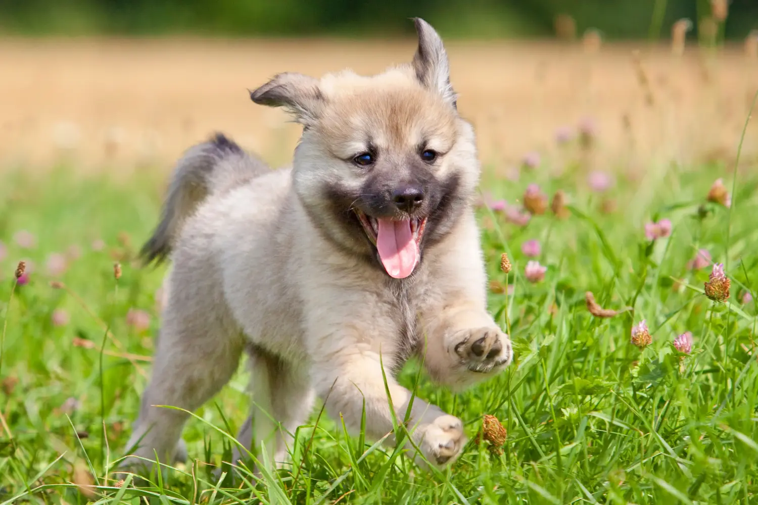 Buying an Icelandic dog puppy means taking responsibility! Buy Icelandic dog puppies.
