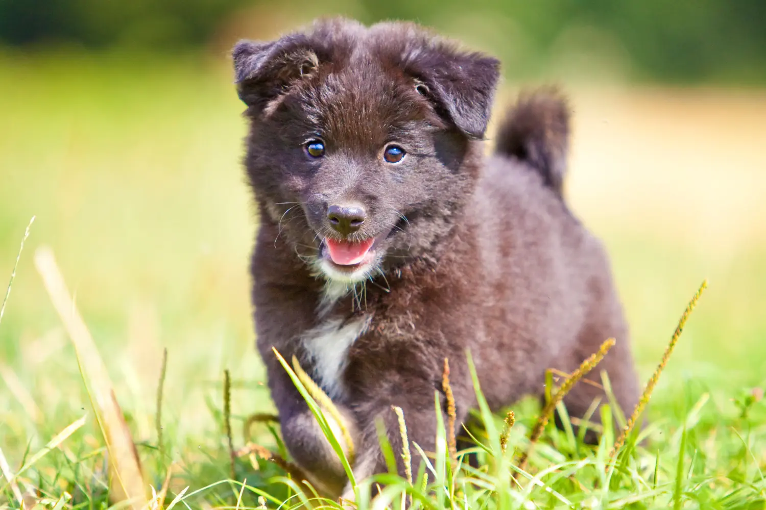 Buying an Icelandic dog puppy means taking responsibility! Buy Icelandic dog puppies.