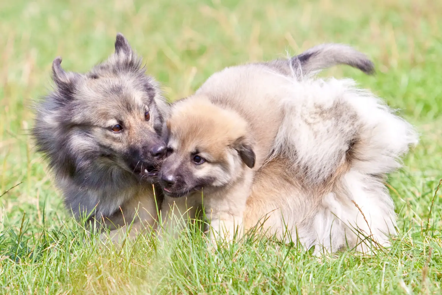 Buying an Icelandic dog puppy means taking responsibility! Buy Icelandic dog puppies.