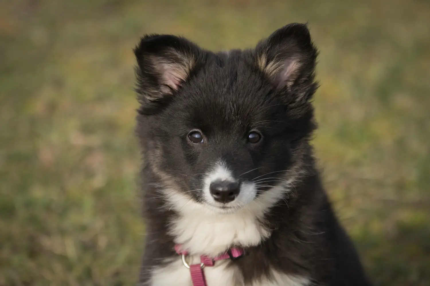 Buying an Icelandic dog puppy means taking responsibility! Buy Icelandic dog puppies.