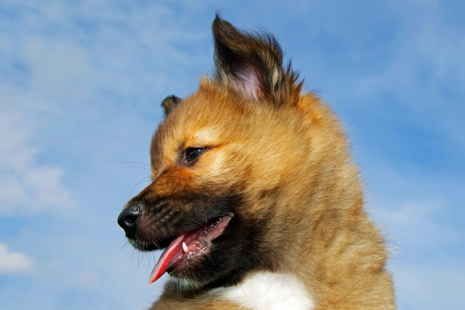 Buying an Icelandic dog puppy means taking responsibility! Buy Icelandic dog puppies.