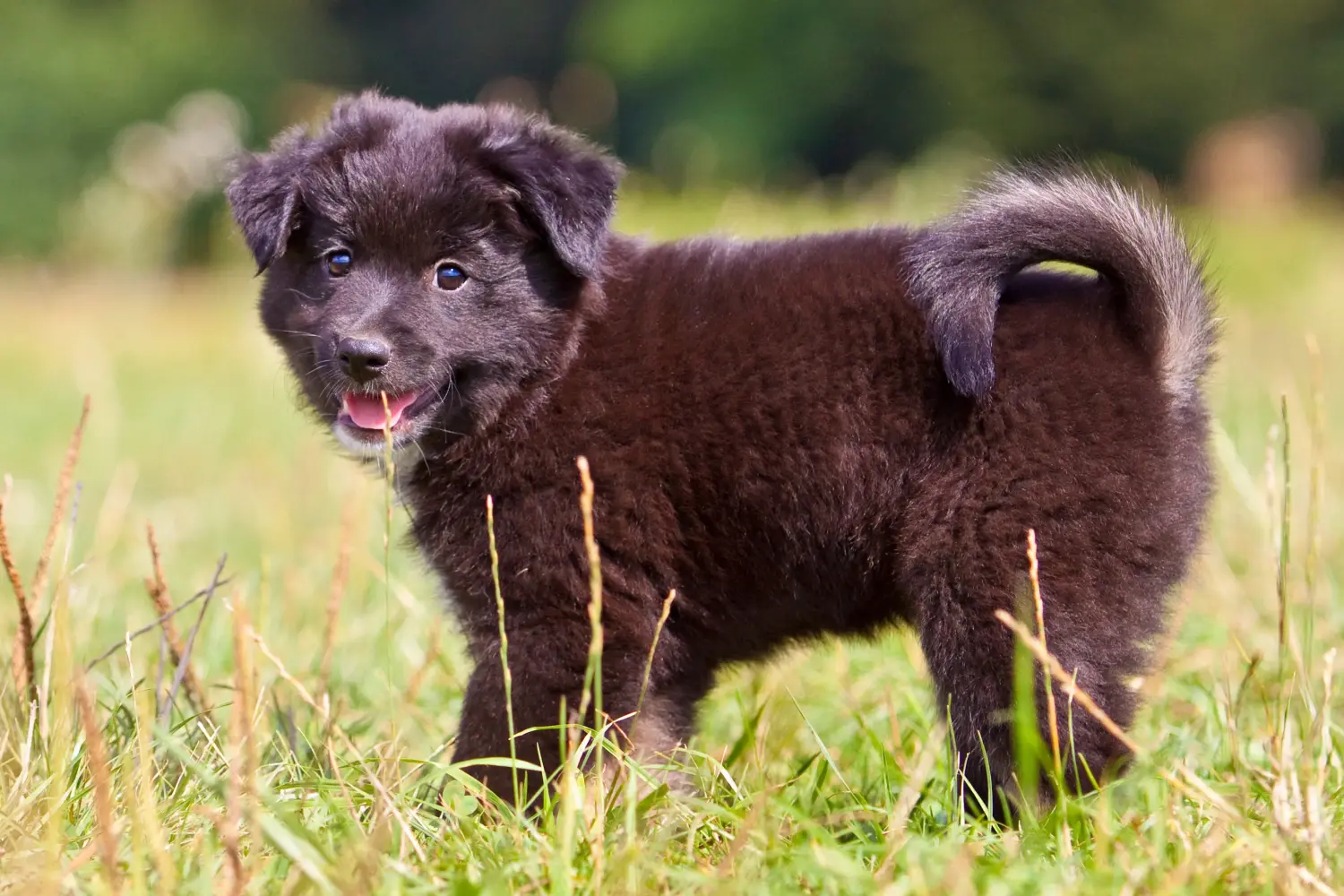 Buying an Icelandic dog puppy means taking responsibility! Buy Icelandic dog puppies.