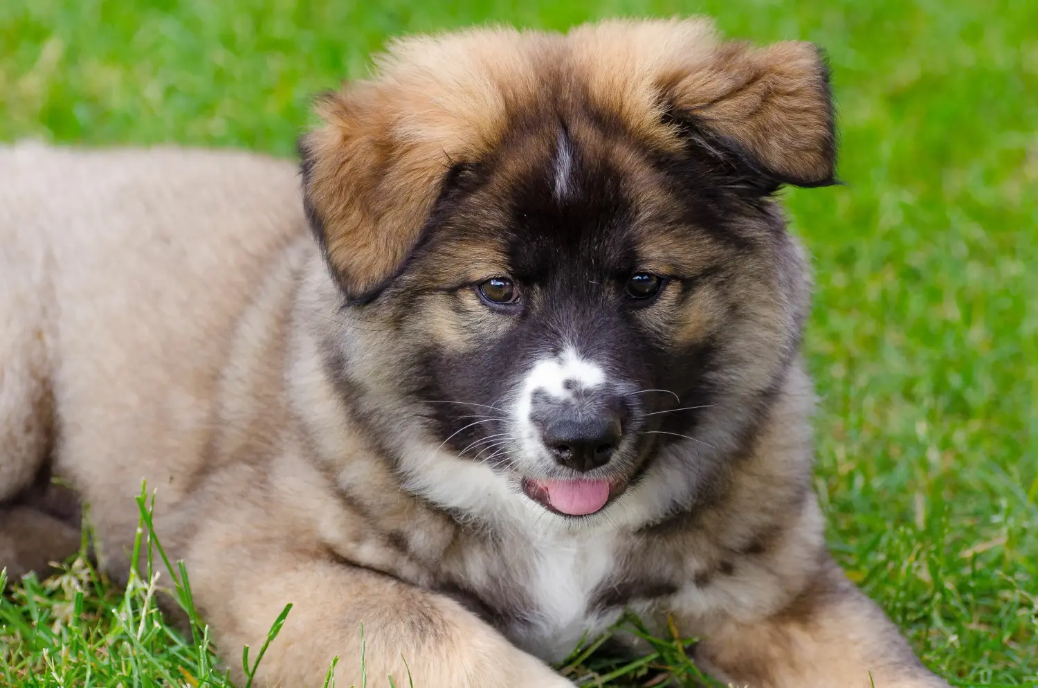 Buying an Icelandic dog puppy means taking responsibility! Buy Icelandic dog puppies.