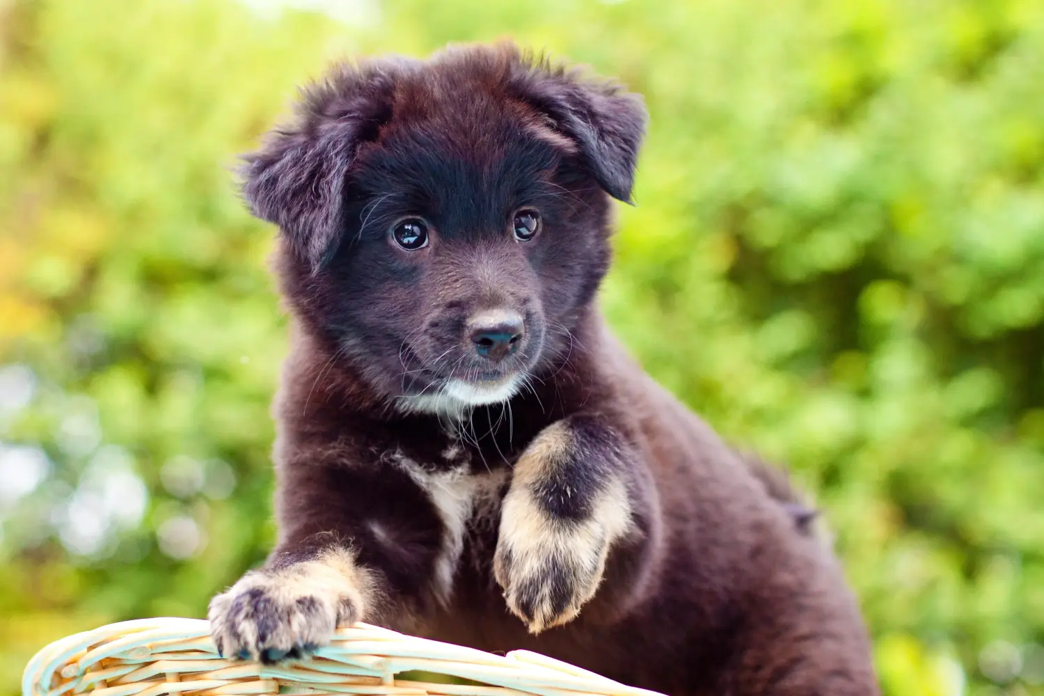 Buying an Icelandic dog puppy means taking responsibility! Buy Icelandic dog puppies.