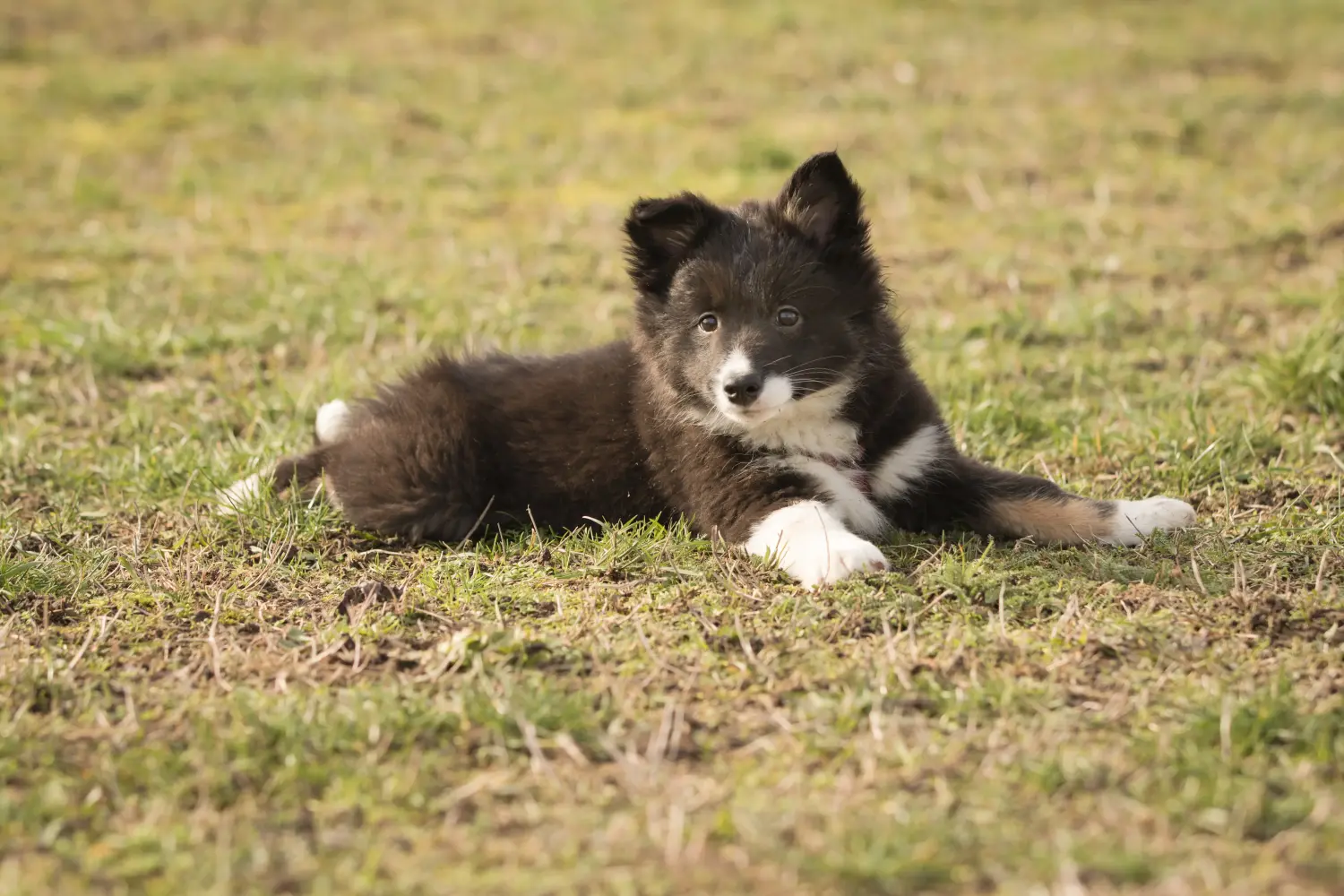 Buying an Icelandic dog puppy means taking responsibility! Buy Icelandic dog puppies.