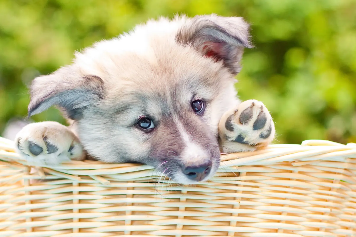 Buying an Icelandic dog puppy means taking responsibility! Buy Icelandic dog puppies.