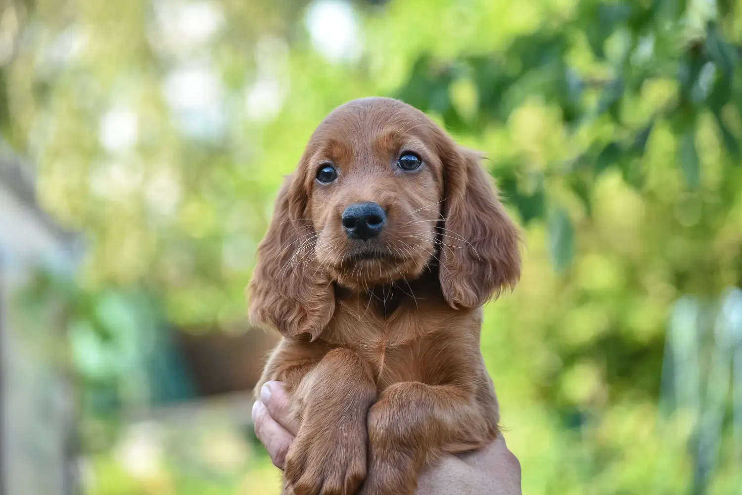 Buying an Irish Red Setter puppy means taking responsibility! Buy Irish Red Setter puppies.