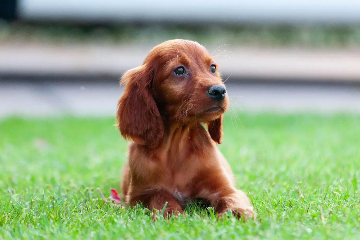 Buying an Irish Red Setter puppy means taking responsibility! Buy Irish Red Setter puppies.