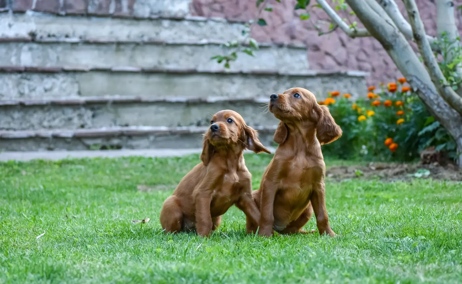 Buying an Irish Red Setter puppy means taking responsibility! Buy Irish Red Setter puppies.