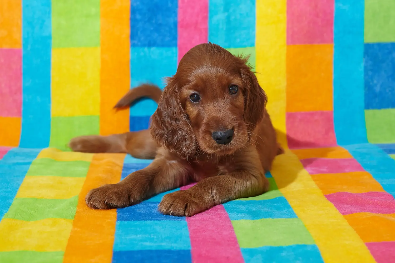 Buying an Irish Red Setter puppy means taking responsibility! Buy Irish Red Setter puppies.