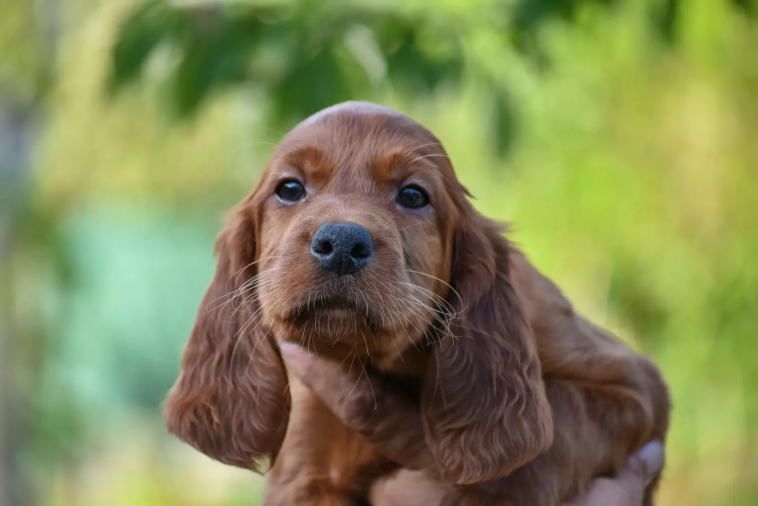 Buying an Irish Red Setter puppy means taking responsibility! Buy Irish Red Setter puppies.
