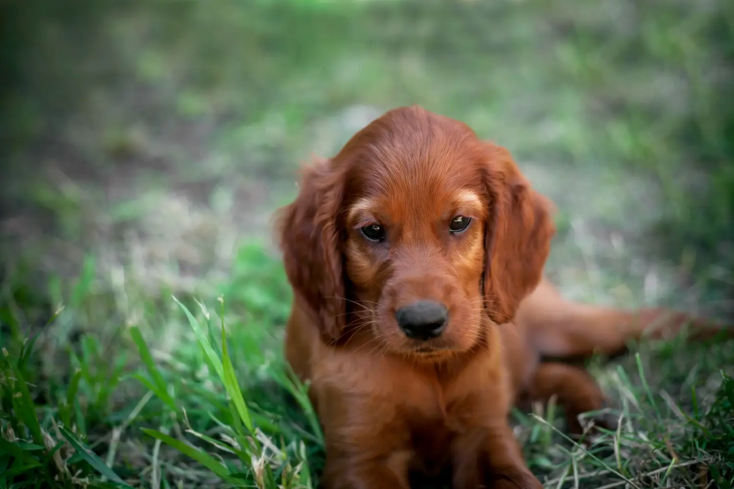 Buying an Irish Red Setter puppy means taking responsibility! Buy Irish Red Setter puppies.